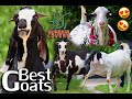 Top10 most beautiful farm animals  goat farming  hassan goat farm  pakistan qurbani lovers