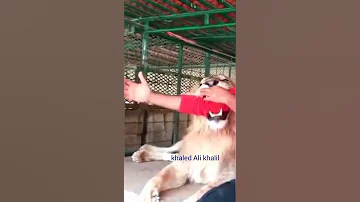 قبضه انياب الأسد 