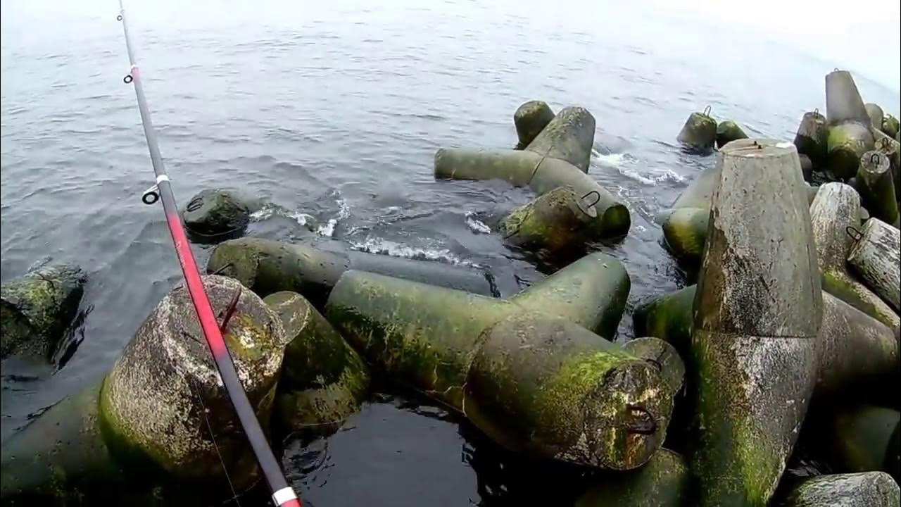 Калининград ловит рыбу