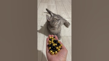 ASMR 💫 Reverse Cat Beads Satisfying Video #satisfying #cat #asmr #shorts #beads