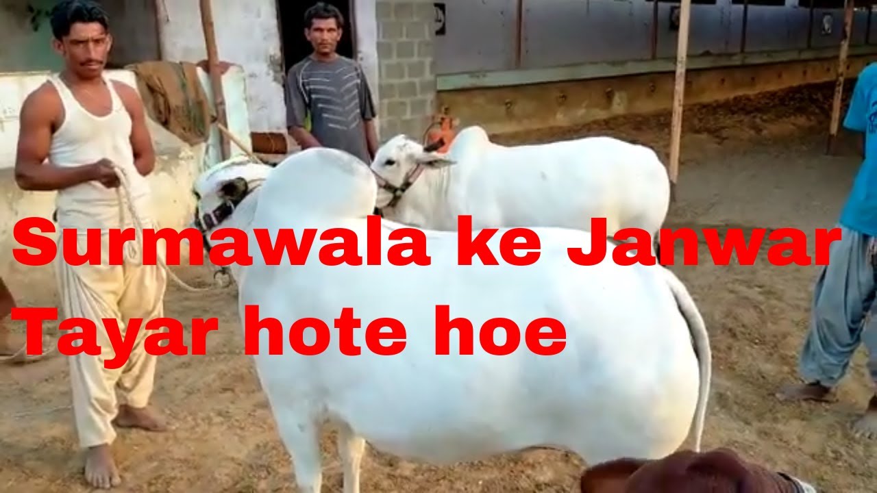 Cow mandi karachi Surmawala Cattle Farm 2020 Collection YouTube