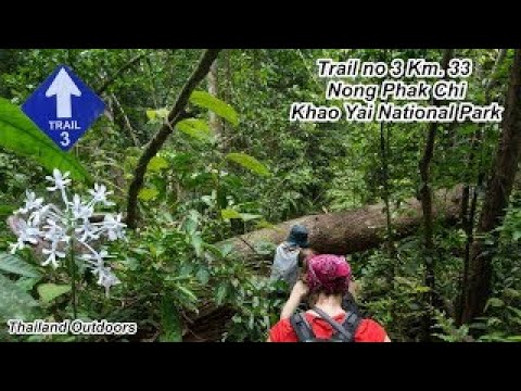 Hiking Through The Jungle, Trail # 3, Km 33, Khao Yai National Park, Thailand.