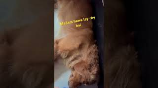 Snoring so badly #doru #goldenretriever #pune #funnyanimals #pets