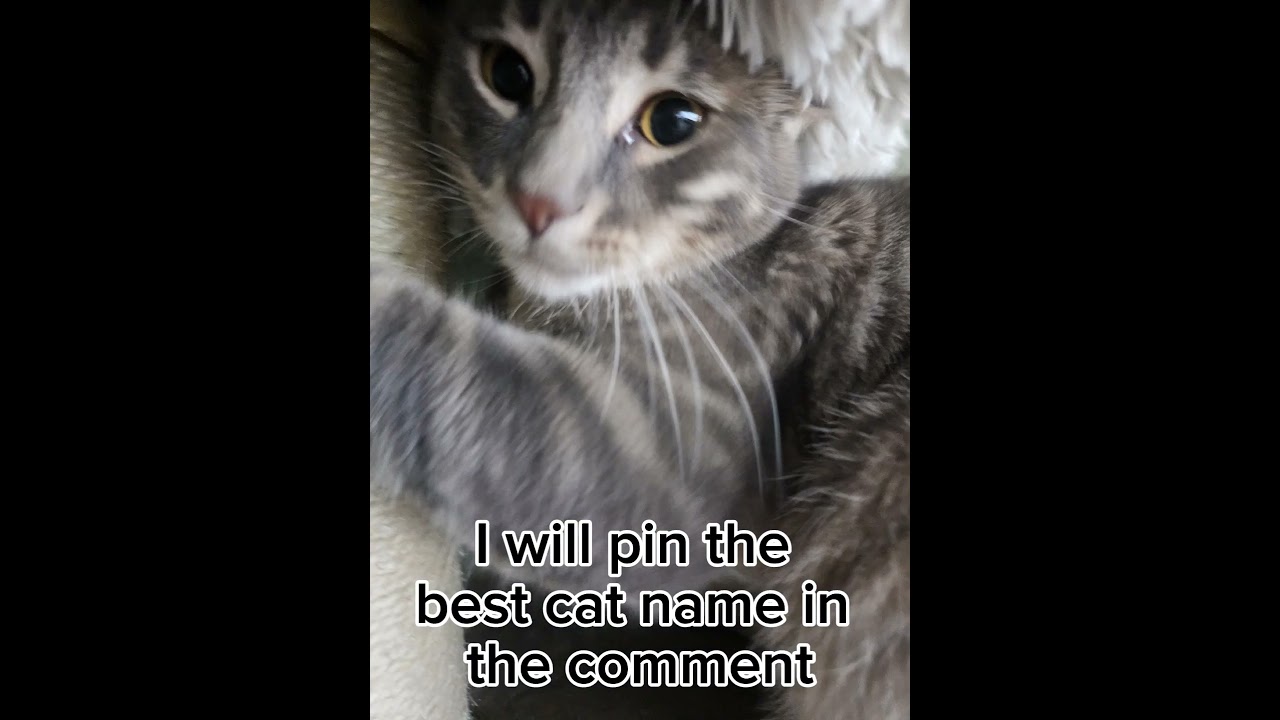 I will pin the best cat name comment 