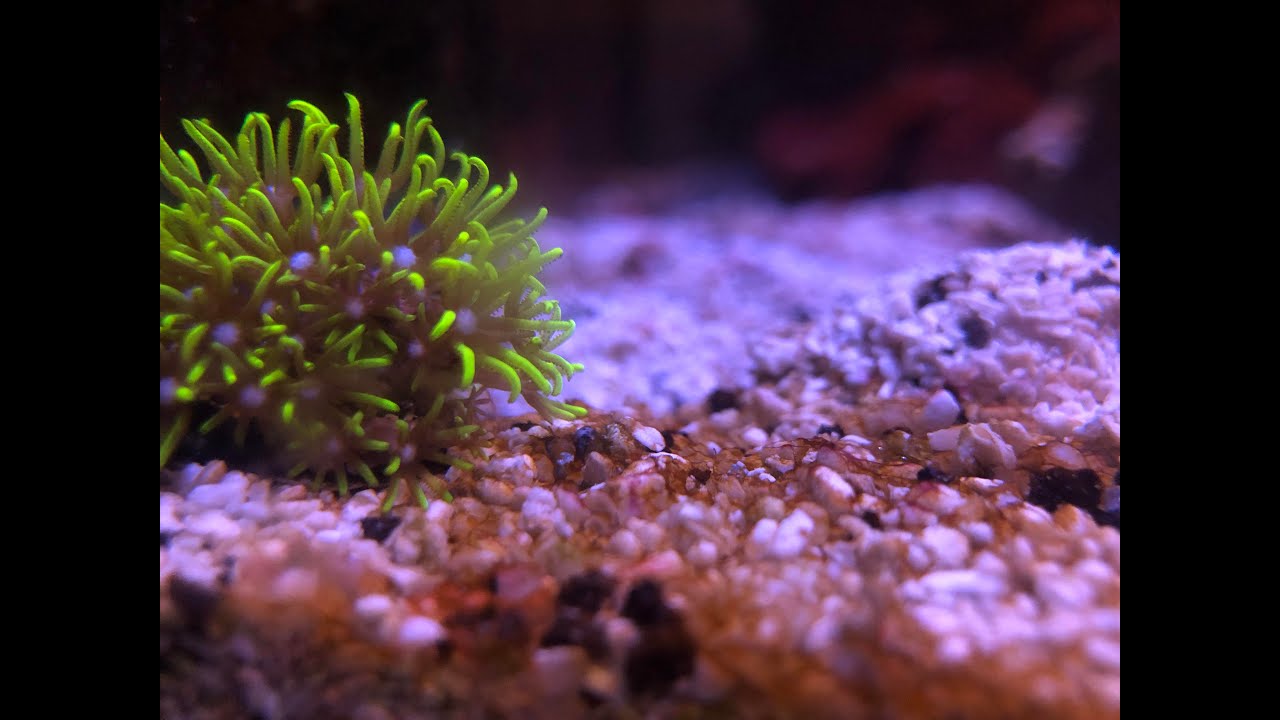 Does Adding Vinegar to A Reef Tank Help with Nitrates?