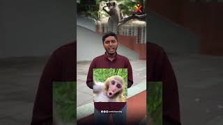 Why Do Monkeys Make Faces | കുരങ്ങന്മാരുടെ സ്വഭാവം - Explained in Malayalam | XandY Learning