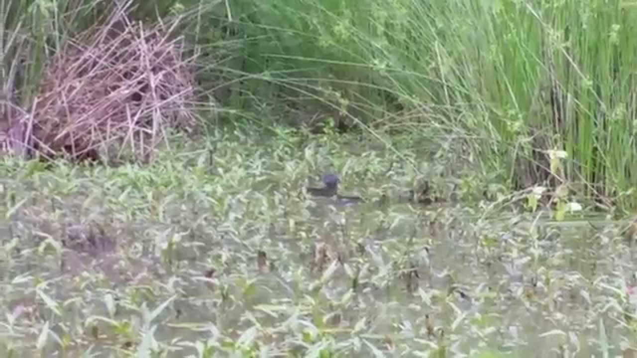 Cottonmouth on Mississippi Slough Water Moccasin YouTube