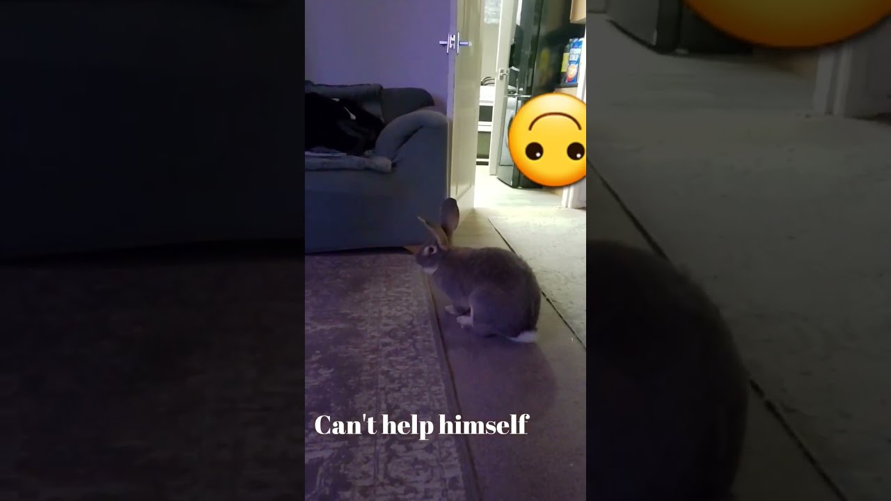 Flemish Giant Rabbit Peter The Rascal 