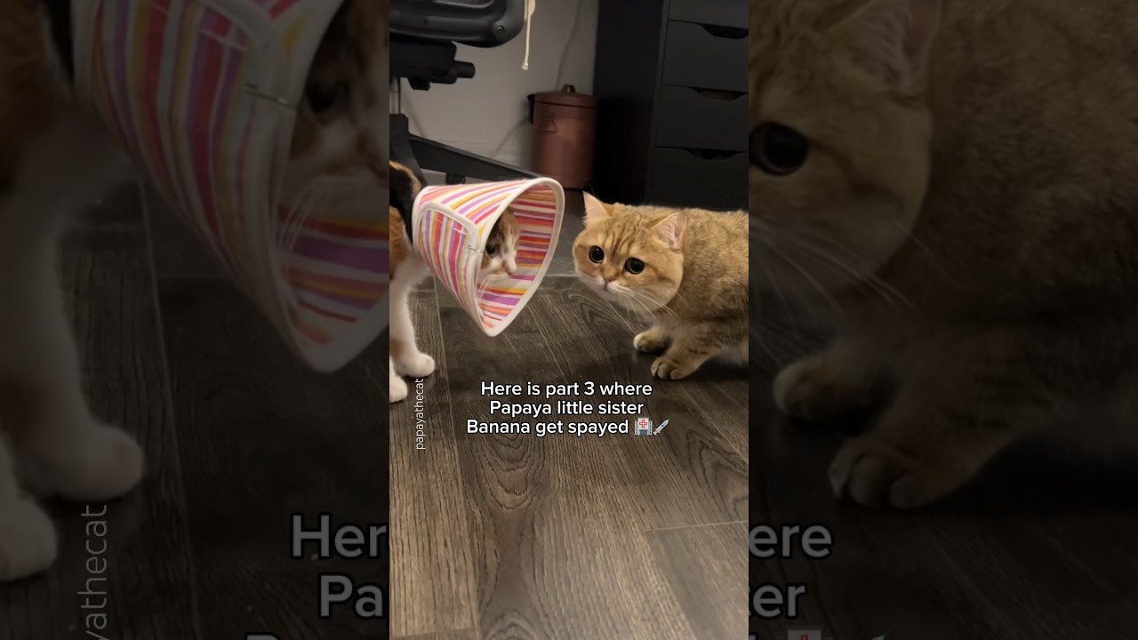 Spay surgery PT 3️⃣ help my cats are not getting along 😩😂 #cat