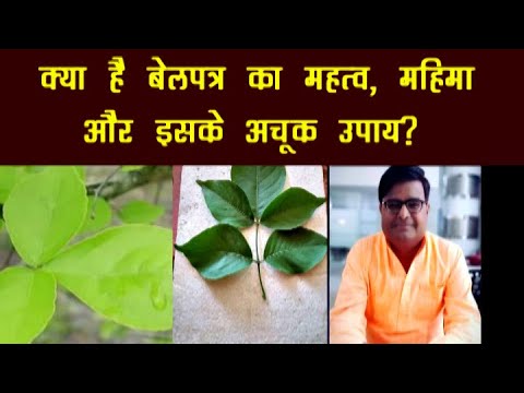 What is the importance glory of Belpatra and its surefire remedies  Shailendra Pandey Astro Tak