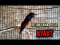 Murai batu gacor ampuh buat pancingan murai batu agar bunyi jadikan burung murai gacor emosi nyaut