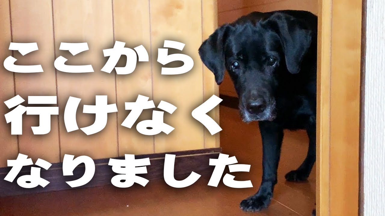 Amazonブランド Wag 300枚 ウンチ処理袋 トイレに流せる 犬用 でおすすめアイテム 犬用