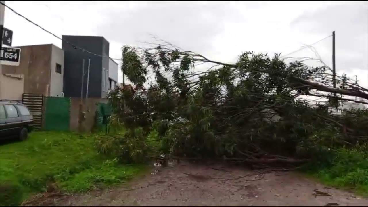Árbol caído bloquea el tránsito en 19 y 654 en Parque Sicardi