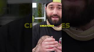 Ball Python vs Boa Constrictor: Which Snake is Right for You? Profile