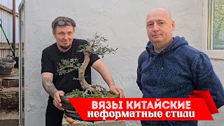 видео: Вязы китайские: неформатные стили @Studio.Bonsai картинка: Вязы китайские: неформатные стили @Studio.Bonsai