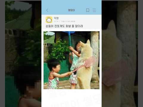 순둥이 진돗개도 화낼 줄 알더라 thumbnail