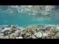 Snorkeling at Atauro Island - East Timor