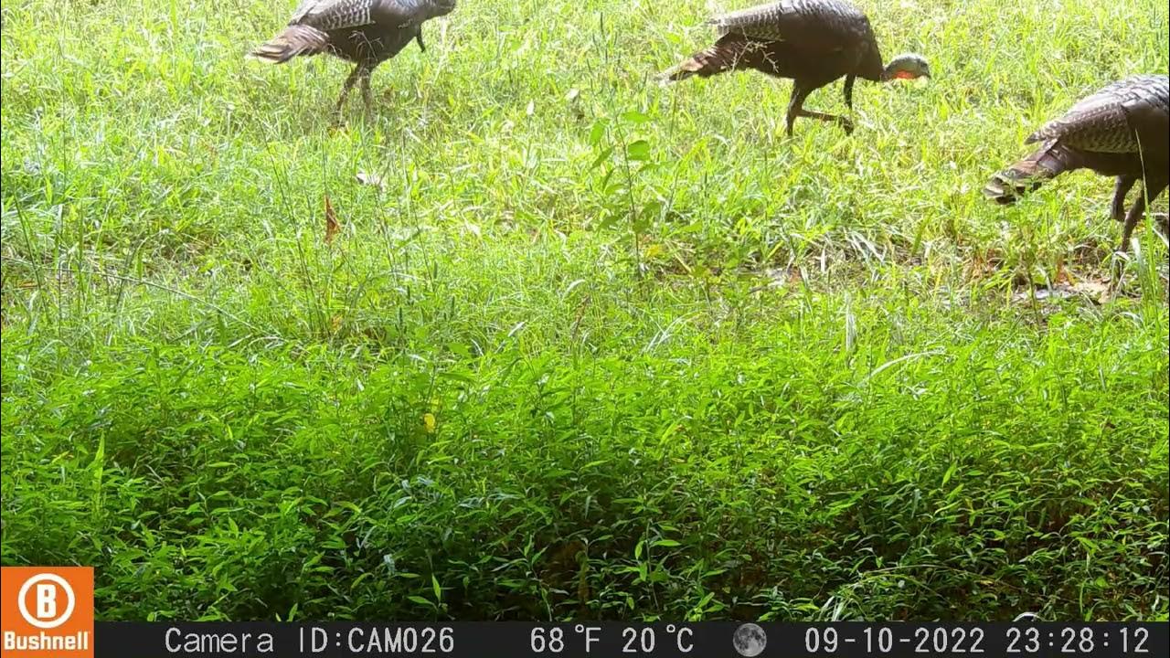 Bucks, Turkeys, Coyotes & More Trail Cam Videos 10/13/22 YouTube