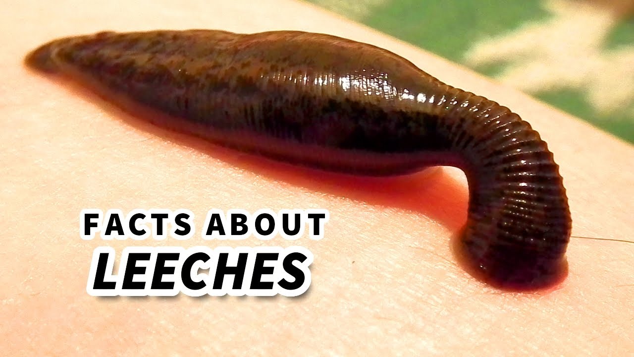 Leech Facts: BLOOD SUCKER  Animal Fact Files 