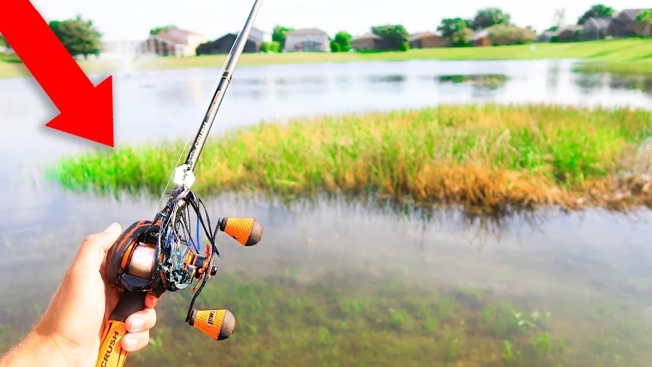 GIANT Bass LOADED in This POND (Bank Fishing)