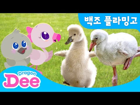 아기 백조와 플라 밍고의 우아한 <strong>실제</strong> 모습 보러오세요~｜샤랄라 아름다운 날개짓과 멋진 다리를 뽐내는 동물 친구🐾 | 드래곤디 인기 동물 <strong>동요</strong> | Dragon Dee  Kids 키즈