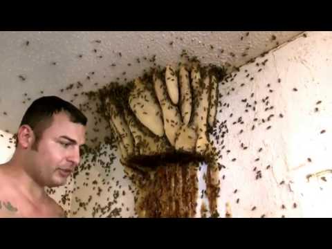 Пчелиный рой поселился в комнате жилого дома! Bee swarm in home