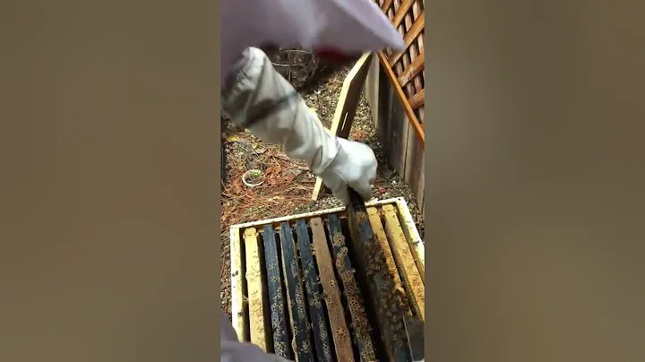California Beekeeping Update Nov 19th - Hive 1
