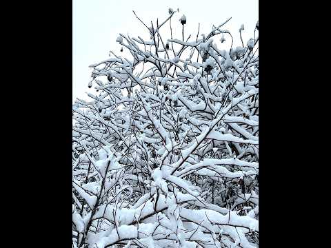 ASMR Therapeutic Snow Walk for Anxiety and Stress Reset. ❄️ 7 Minutes (Set to Soft Music)