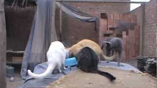 Ruby Berrocal Y Sus Amigos Animales...donaciones De Comida Para Perro Y Gato Al 991868181