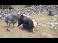 Epic Fight Between Yaks - Wild Aniamls Fight!