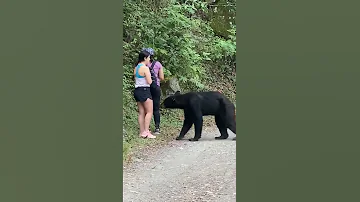 Bear Attack Lovely Forest Bear 