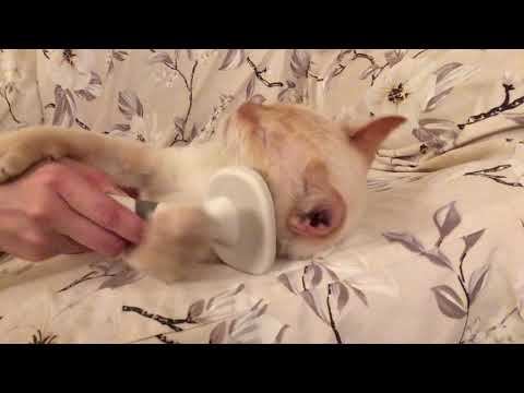 Cat Grooming ASMR~撸猫毛ASMR~