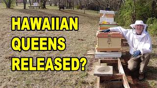 Did My Hawaiian Queens Release? Checking The Splits