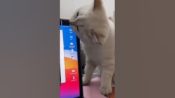 cat funny video broke laptop 😂😅#shorts  #funny