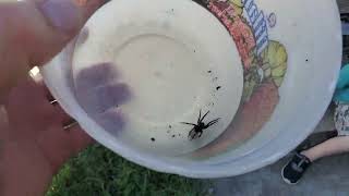 Wolf spider Carrying Egg sac