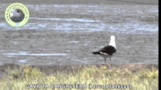 Gaviota Cangrejera Larus atlanticus