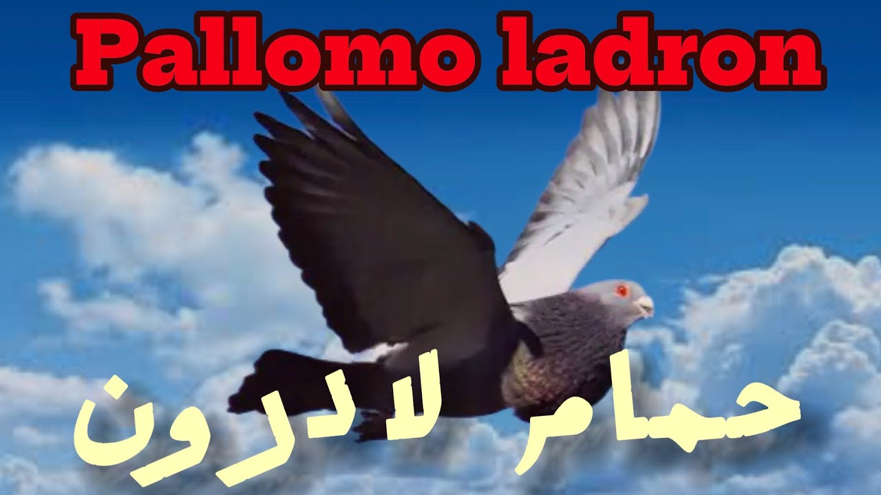 توليعة في حمام لادرون (الحمام السارق) 😈😱ميمكنش دكر جاب جوج إنات😍🤯