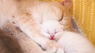 Kitten sleeping soundly looks sweet in arms of mom cat.