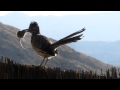 Roadrunner Gets A Mouse Then Looks For A Mate