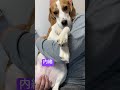 パパに抱っこされて満足している福ちゃん#dog #beagle #ビーグル