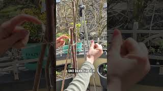 Kostenlose rankhilfe #erbsen #balkongarten #garten #gartentipps #pflanzentipps #balkon