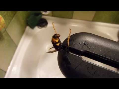 Video: Le vespe dalle gambe lunghe pungono?