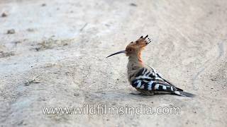 Hudhud, Hoopoe or Upupa epops: this bird is known by all these names but would not respond to them! screenshot 3