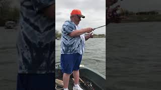James river white perch
