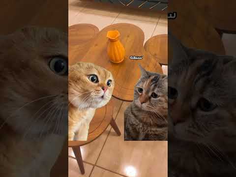 ادي دقني لو حد بصلك لايك  