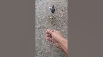 Ayam ayaman jinak/ ruak ruak