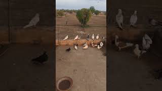#short #viralvideo #kabootars