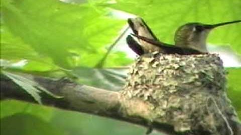 Ruby-Throated Hummingbird nest building