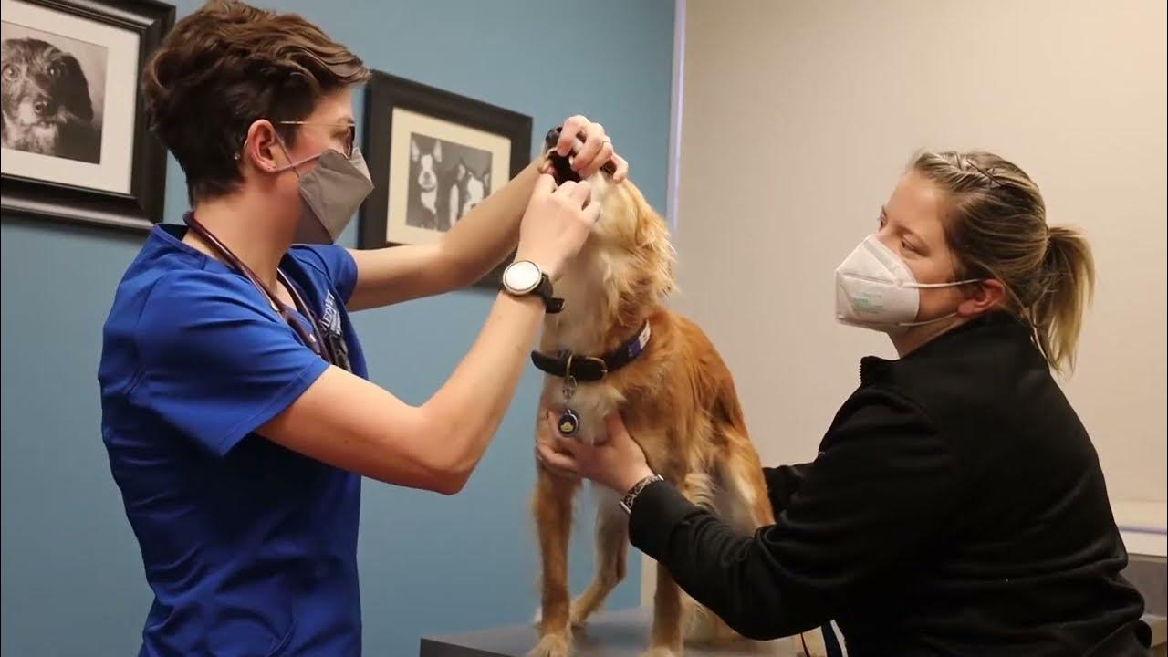 What To Expect During a Veterinary Dental Exam YouTube