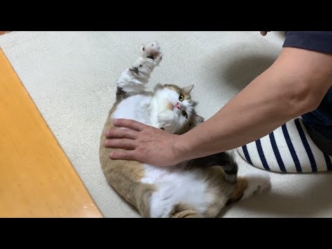 満たされたら食事に行く猫